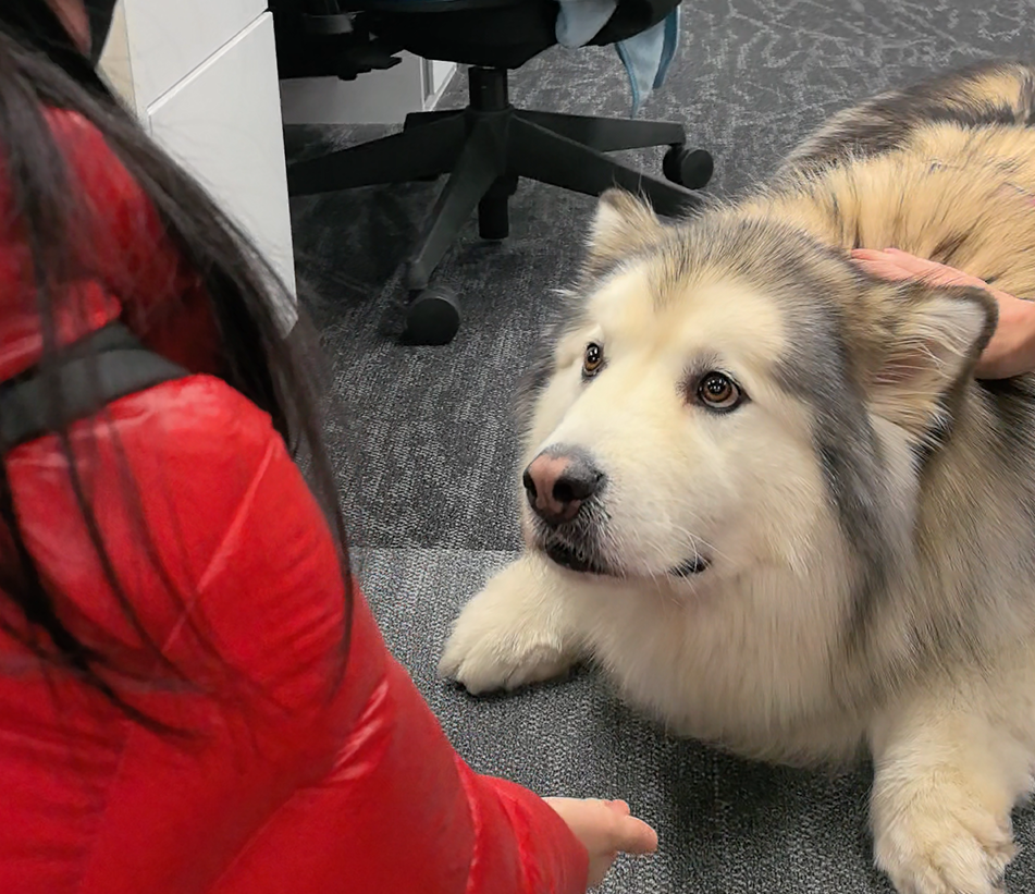 如果一个产品对宠物的健康没有帮助，那我们就不会做 | 独家对话卫仕联合创始人